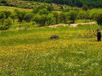 Venta / Parcela / Cauquenes