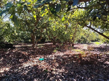 Venta / Terreno Agricola / Hijuelas