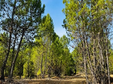 Venta / Parcela / Parral