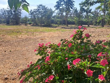 Venta / Terreno / Hijuelas